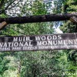 Muir Woods, el parque de secuoyas en San Francisco.