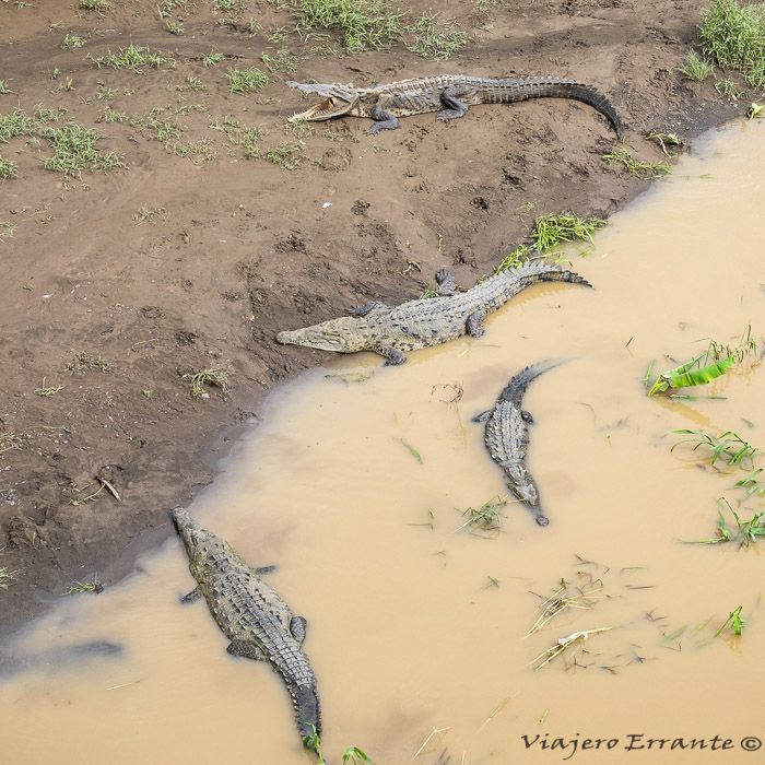 cocodrilos del río Tárcoles