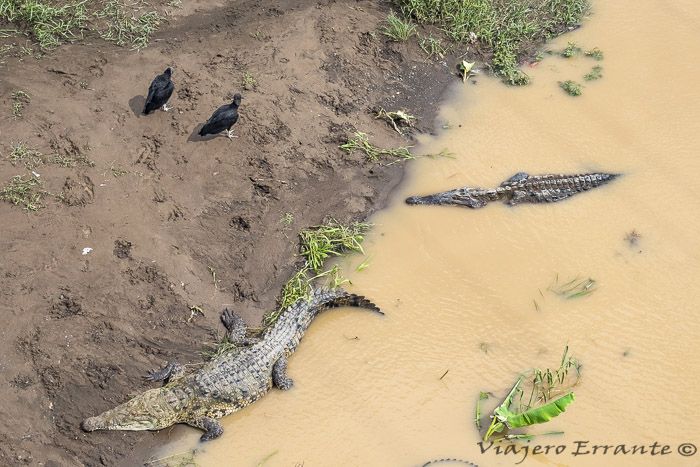 cocodrilos del río Tárcoles